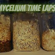 Mycelium Time Lapse