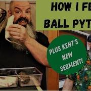 How I Feed Ball Pythons Prey Type Prey Sizes When I Feed My Snake And How I Feed My Snake