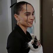 Please Don T Destroy We Got Her A Cat SNL