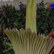 Conservatory Live Big Blooms