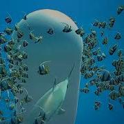 Unity Fish AI Colliders