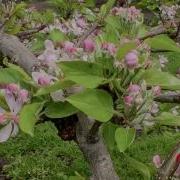 Apple Blossoms Time Lapse