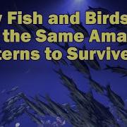 Nature Is Lit Why Fish And Birds Flock Together
