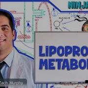 Metabolism Lipoprotein Metabolism Chylomicrons VLDL IDL LDL HDL