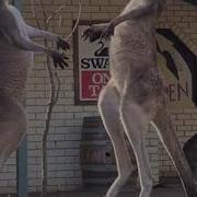 Kangaroo Stand Off Outside Aussie Pub ViralHog