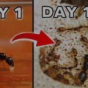 SIMULATING AN ANT COLONY FOR 150 DAYS SUGAR ANTS
