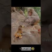 Client Developer Fun 2022 Trend Programming Meme Code Java Python Stackoverflow Bug Short