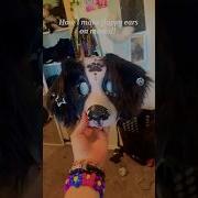 Floppy Ear Tutorial Maskmaker Fursuitmaker Therianmask Otherhearted