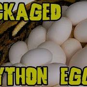 Giant Python Package Surprise Second Half