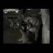 Dog Bite