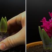 Growing Hyacinth Time Lapse