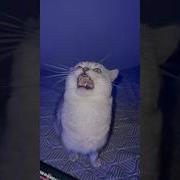 Smart Singing Cat