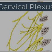 What Is The Cervical Plexus Preview Human Anatomy Kenhub