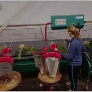 DS Hortitrade Flower Bouquet Bunching Machine Olimex Floraflex