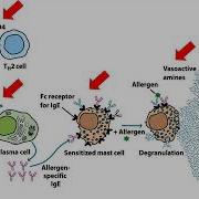 BIOL3530 Hypersensitivity Voiceover
