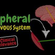 What Is The PNS Classification Spinal Nerve Clinical Relevance