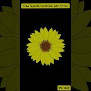 Draw Beautiful Sunflower With Python Turtle Shorts