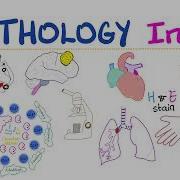 Pathology Intro Biopsy Autopsy Specimen Cell Injury Apoptosis Necrosis Inflammation Hypoxia