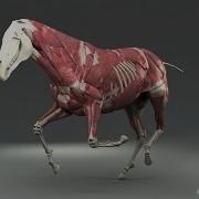 Weta Digital Horse FEM Simulation
