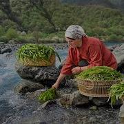 Wild Green Onion Gathering In Mountain Village Flavorful Onion Sauce