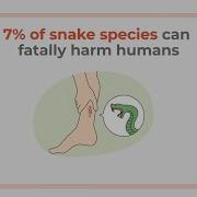 First Aid For Snake Bites Medanta