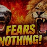 5 Animals That Fear Nothing The Most Fearless Creatures On Earth Wildlife