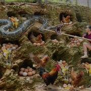 Use Truck To Transport Many Rooster Go To Sell At Market A Big Python Hiding Nest Chicken Lay Eggs