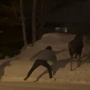 Watch What Happens When Two Men Taunt A Moose New York Post