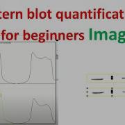 Количественная оценка вестерн блота с использованием ImageJ для начинающих количественная оценк