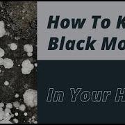 How To Kill Black Mold In Your Home