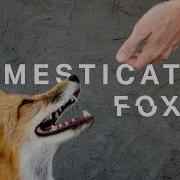 We Met The World S First Domesticated Foxes