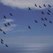 Flocking AI Unity
