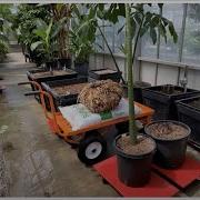 Growing A Corpse Flower Online Q A
