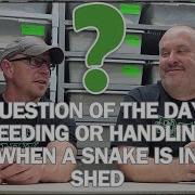 Is HANDLING Or FEEDING A Snake While SHEDDING A Good Idea