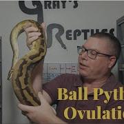 Ball Python Ovulation