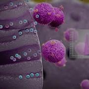 How QEV Isolation Harnesses Size Exclusion Chromatography SEC For EV Isolation