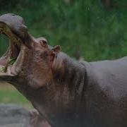 5 Animals That Could Defeat A Grizzly Bear