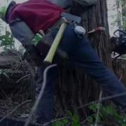 Humboldt Verse Undercut