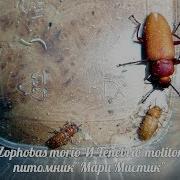 ЖУКИ Zophobas Morio И Tenebrio Molitor МАРИ МИСТИК ЗОФОБАС И МУЧНОЙ ХРУЩАК