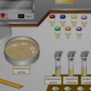 Lesson 8 Virtual Lab Evolution Addie