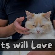 What Is The Best Way To Pet A Cat 4 Step Tutorial The Cat Butler