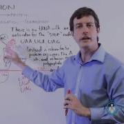 DNA Translation Termination 3 Stop Codons And Release Factor