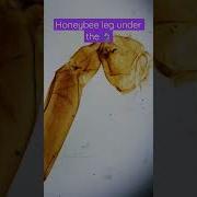 Honeybee Leg Under The Microscope Entomology Bugs Biology