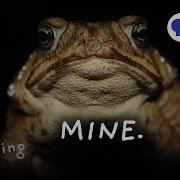 Invasion Of The Toxic Toads Nature S Most Successful Failure