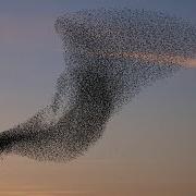 A Large Flock Of Quelea Birds In Flight BirdLife