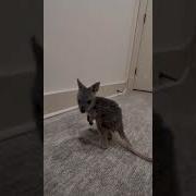 How A Kangaroo Baby Bounces Its First Time