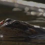 Frogs Come Alive After Winter Thaw National Geographic