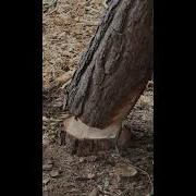 Amazing Gravity Defying Tree Felling Physics