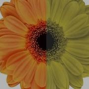 What It S Like To Be Color Blind