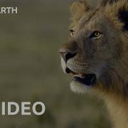 Epic Animal Battles Nature S Most Brutal Showdowns In 4K BBC Earth